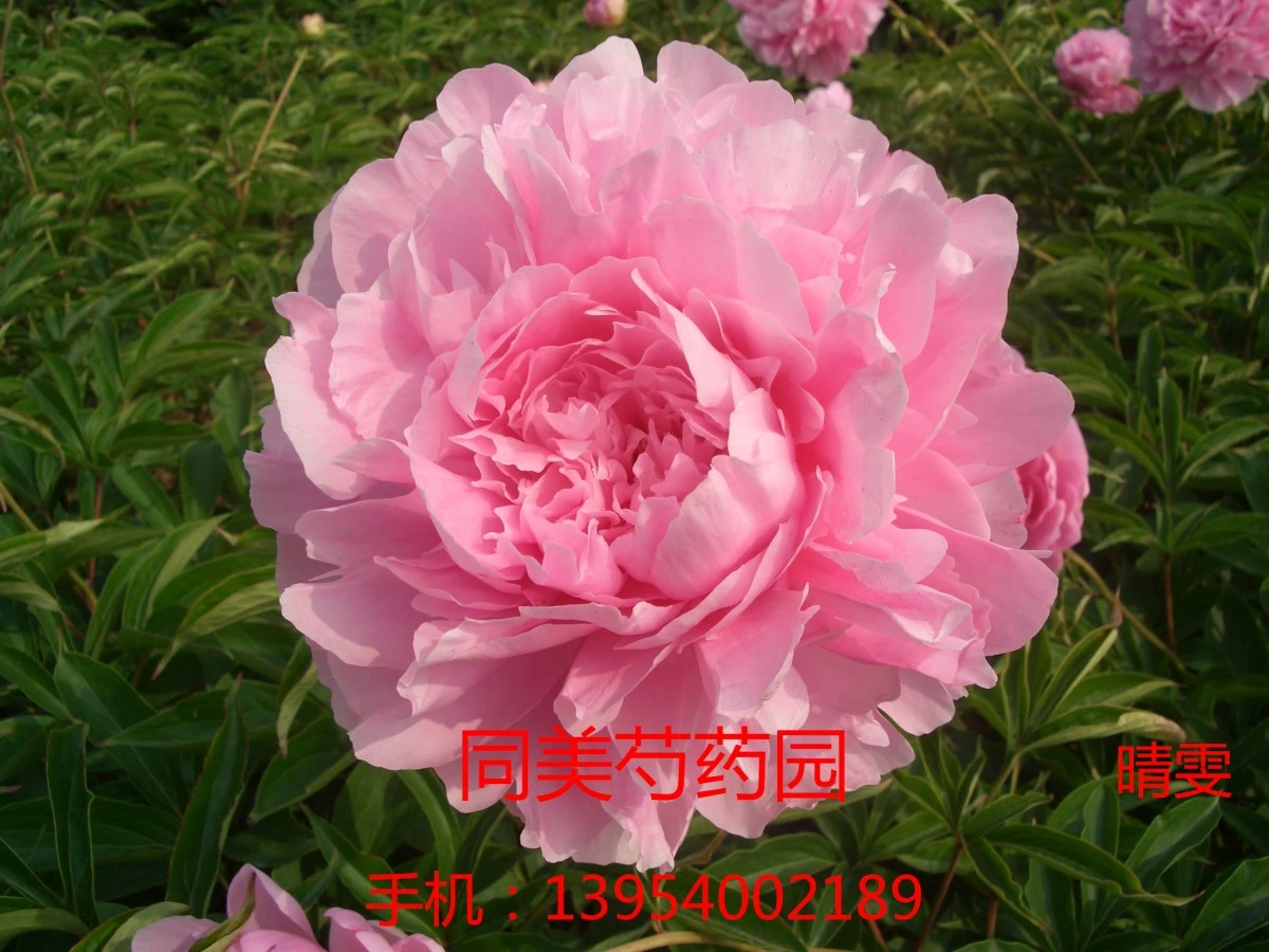 product-1200-900